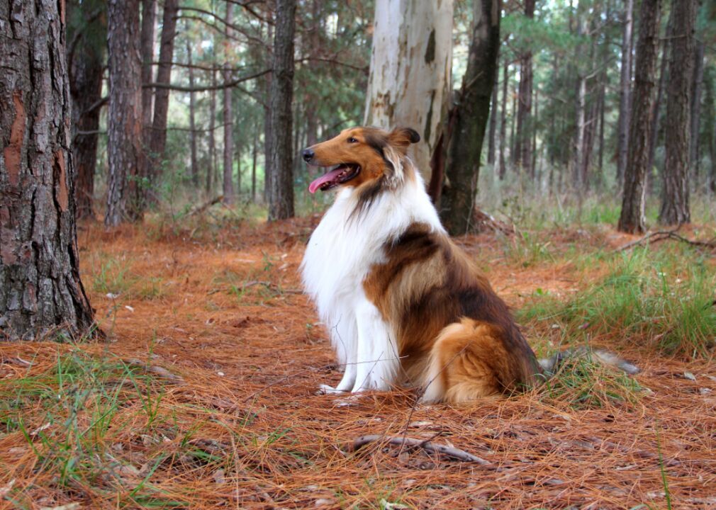 #16. Collie (tie)